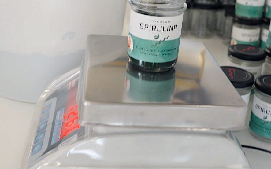 Filling fresh spirulina into jars
