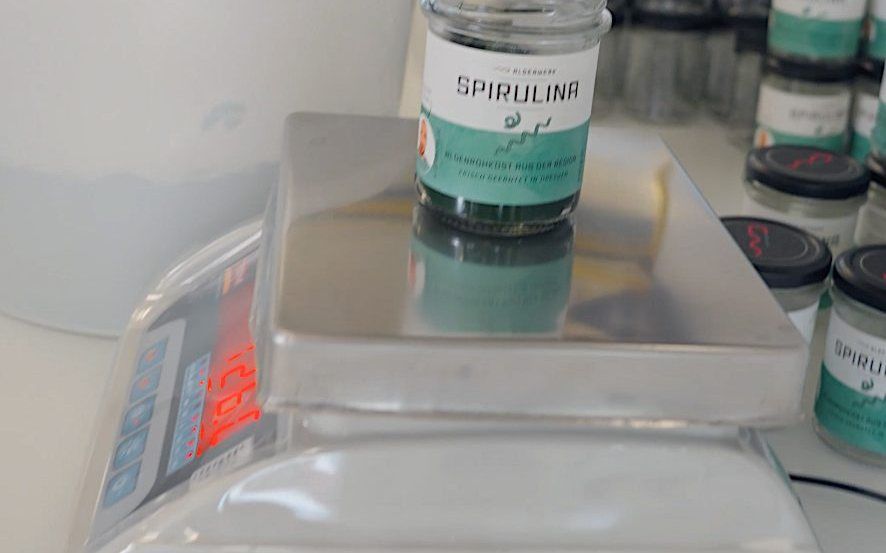 Abfüllung von frischer Spirulina in Gläser