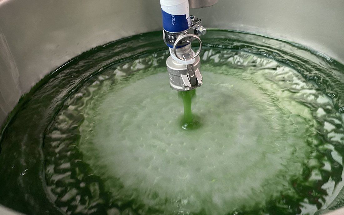 Ernte frischer Spirulina-Biomasse
